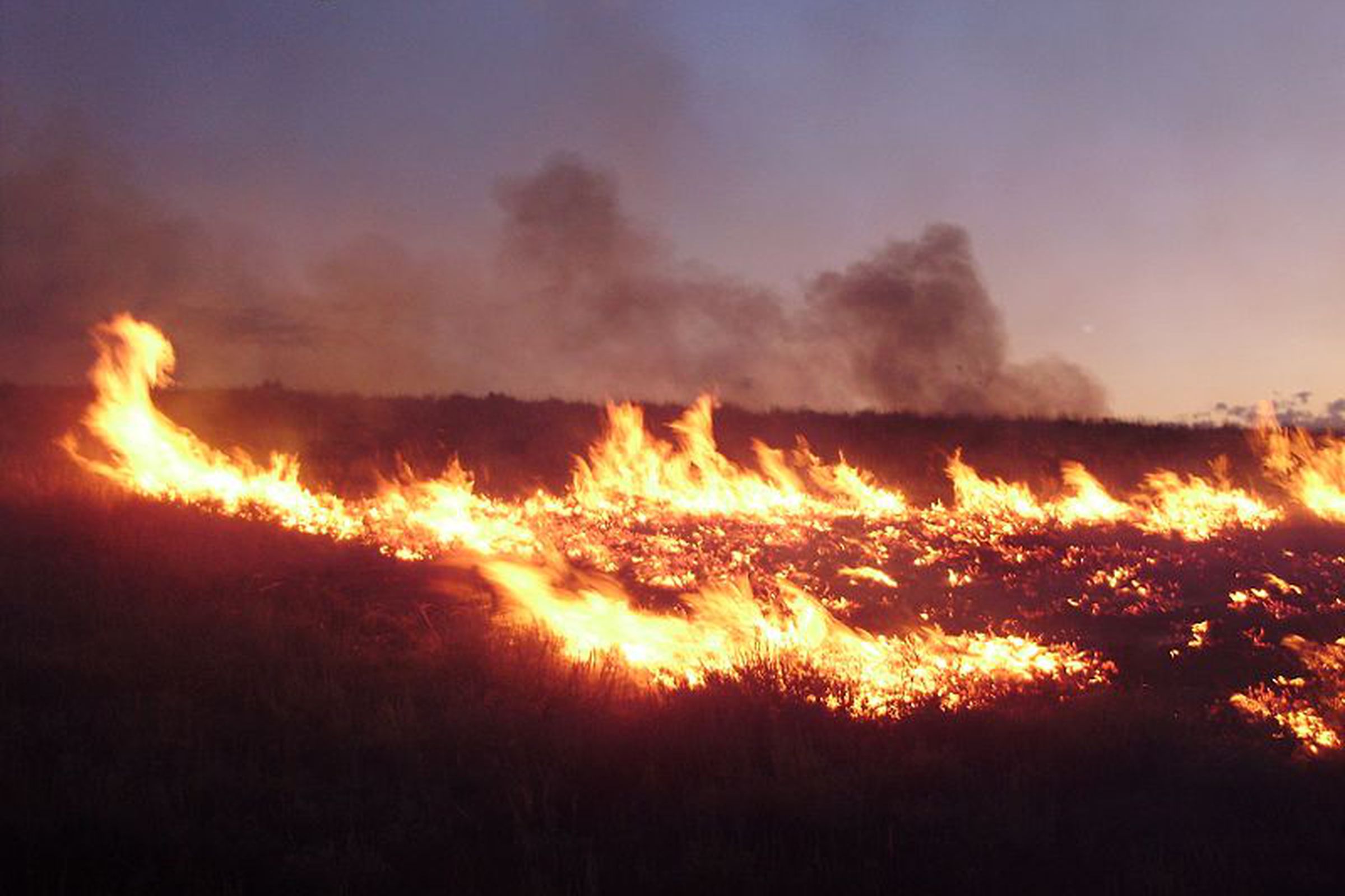 wildfire (wikimedia)