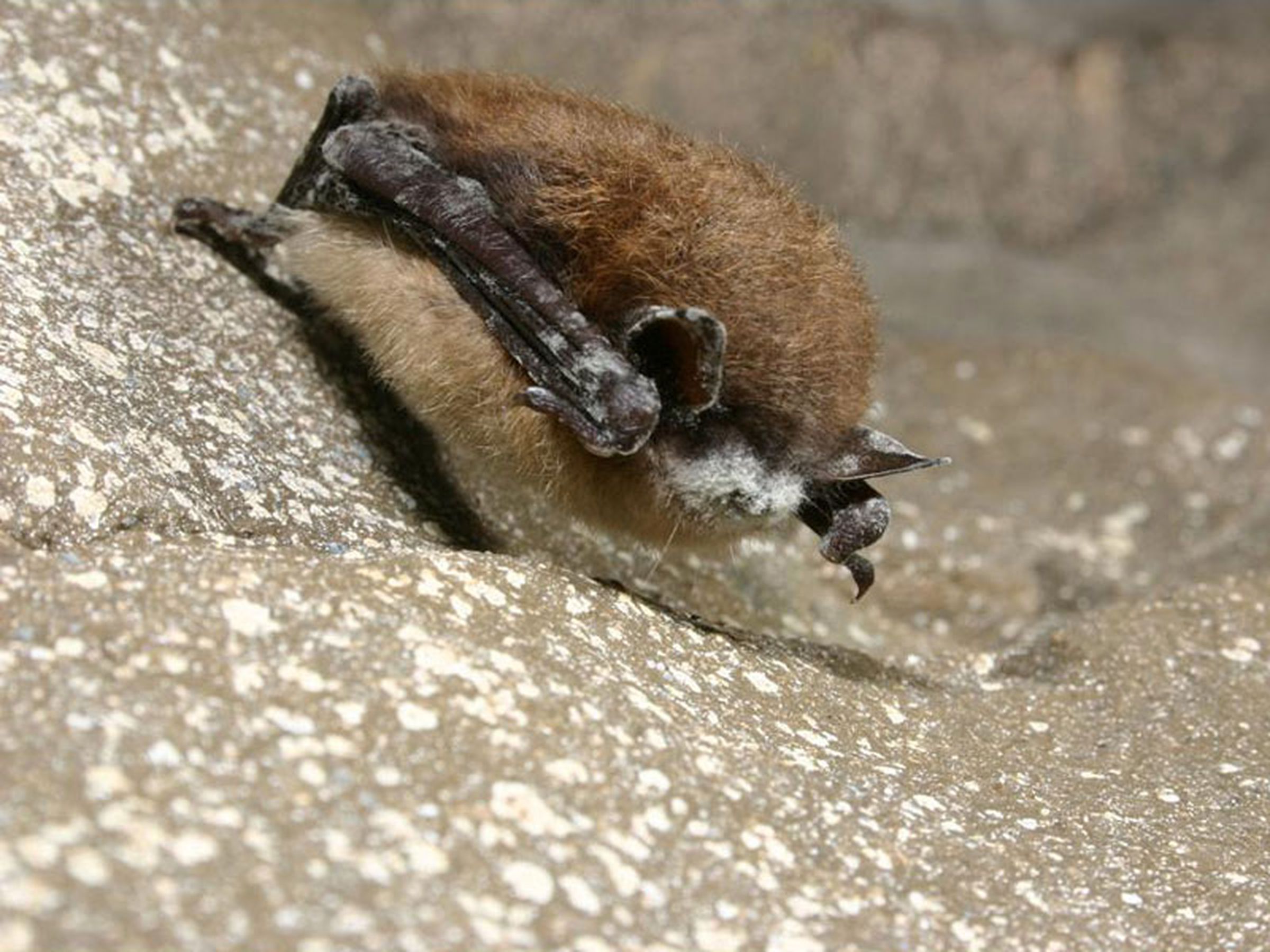 A little brown bat found in a New York cave exhibits fungal growth on its muzzle, ears, and wings.