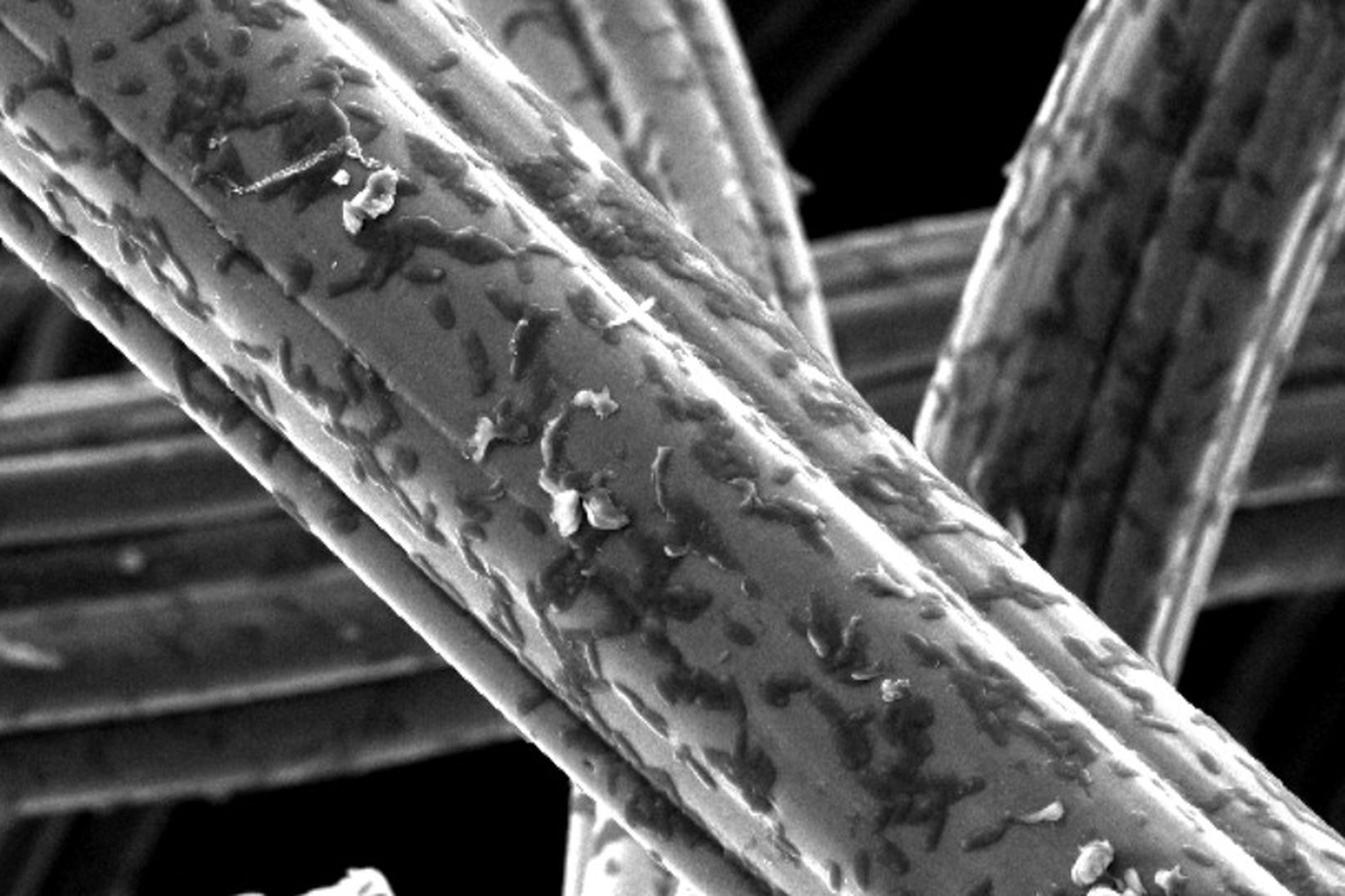 An extreme closeup of electrogenic bacteria colonizing the electrode surface, where current is collected 