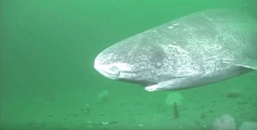 Greenland shark in the St. Lawrence Estuary.