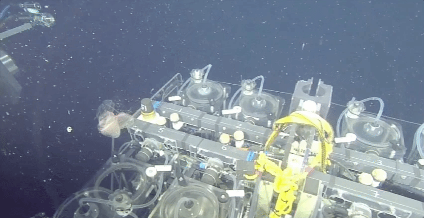 The remotely operated vehicle used in the study, alongside a floating larvacean. 