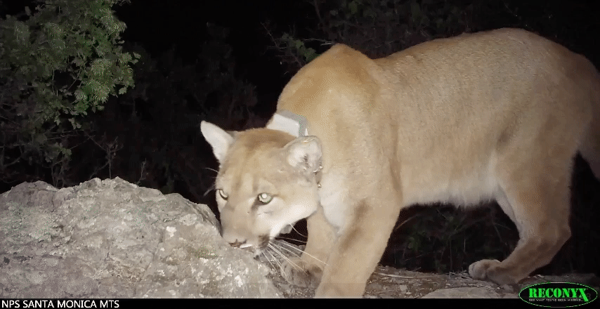 P-55, the young male mountain lion that crossed the 101 Freeway.