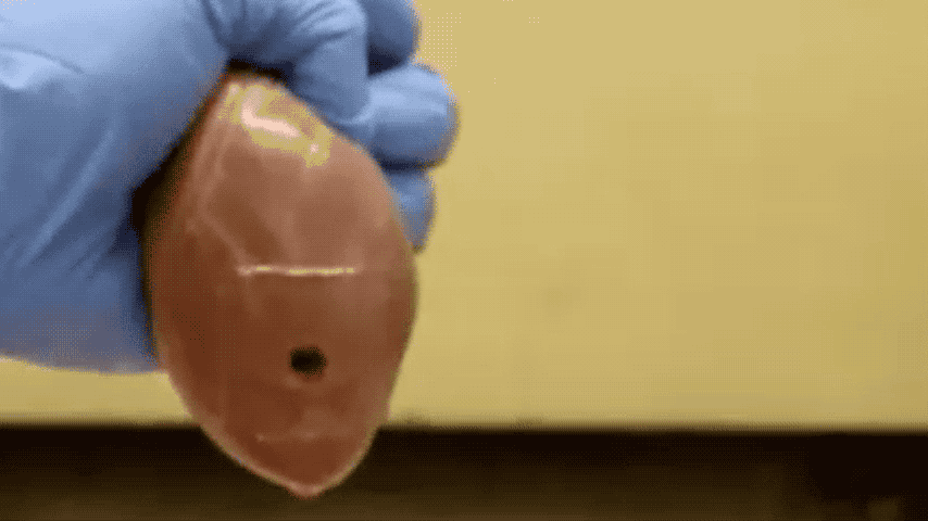 The tough adhesive can seal a hole in a pig heart even when it expands and contracts. 