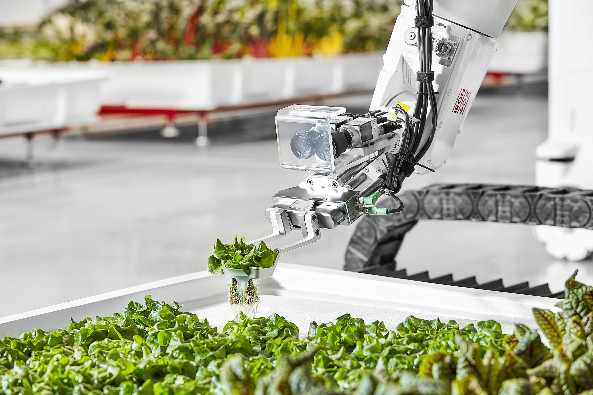 Iron Ox uses robots to assist in the process of growing produce.