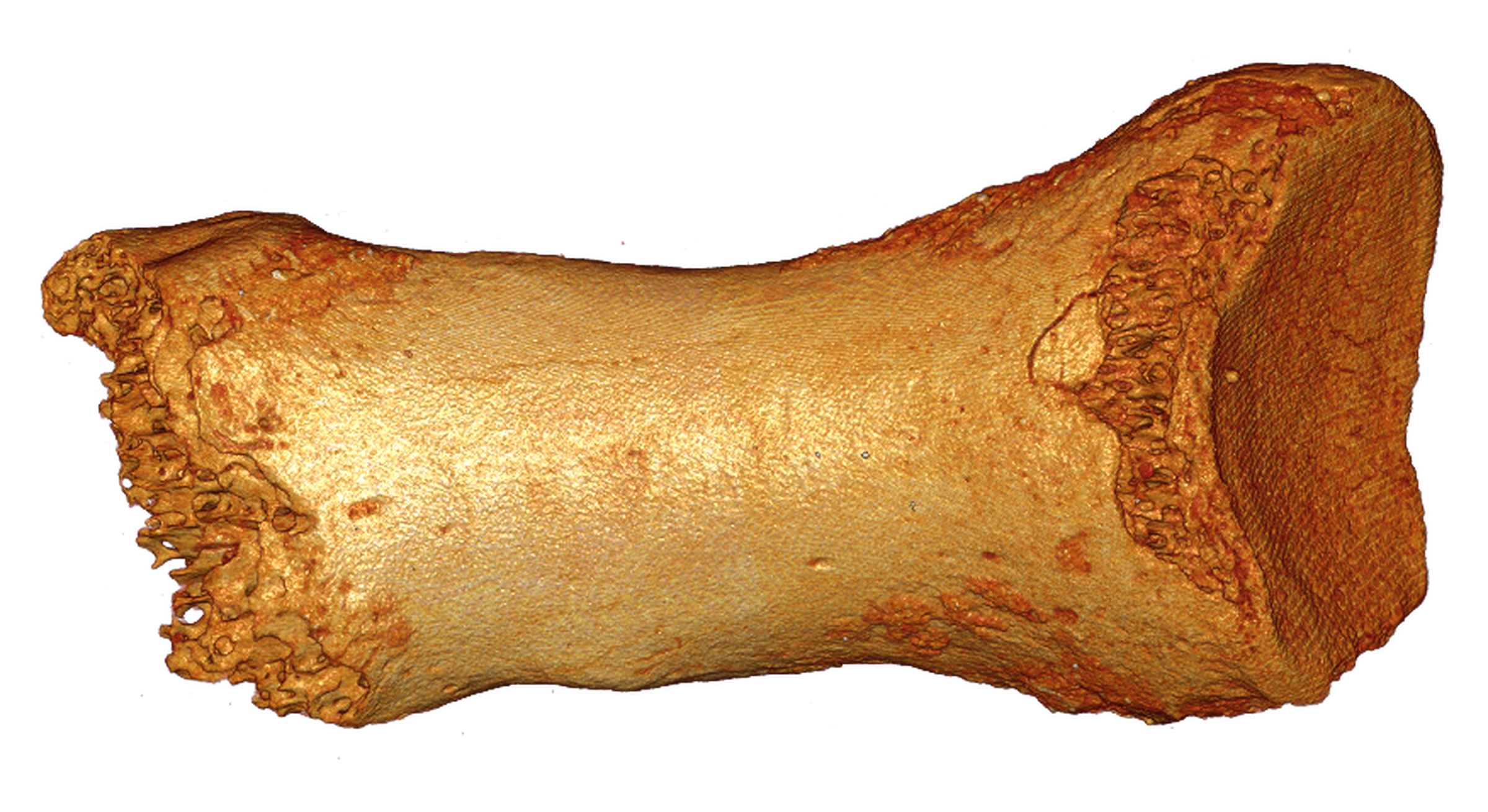 neanderthal-dorsal-bone-bence-viola