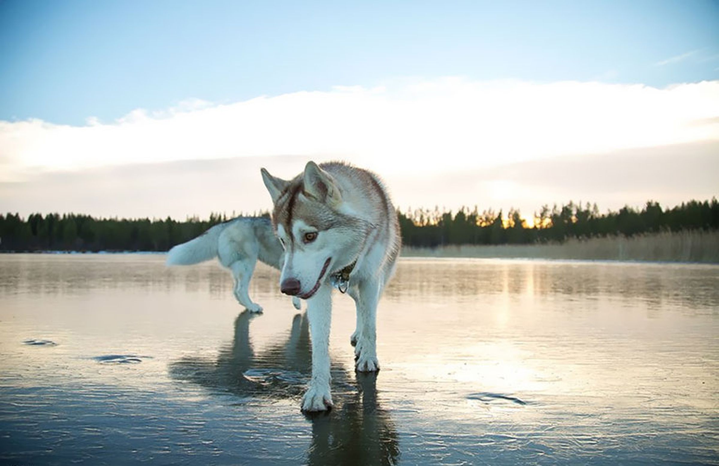 siberian-huskies-frozen-lake