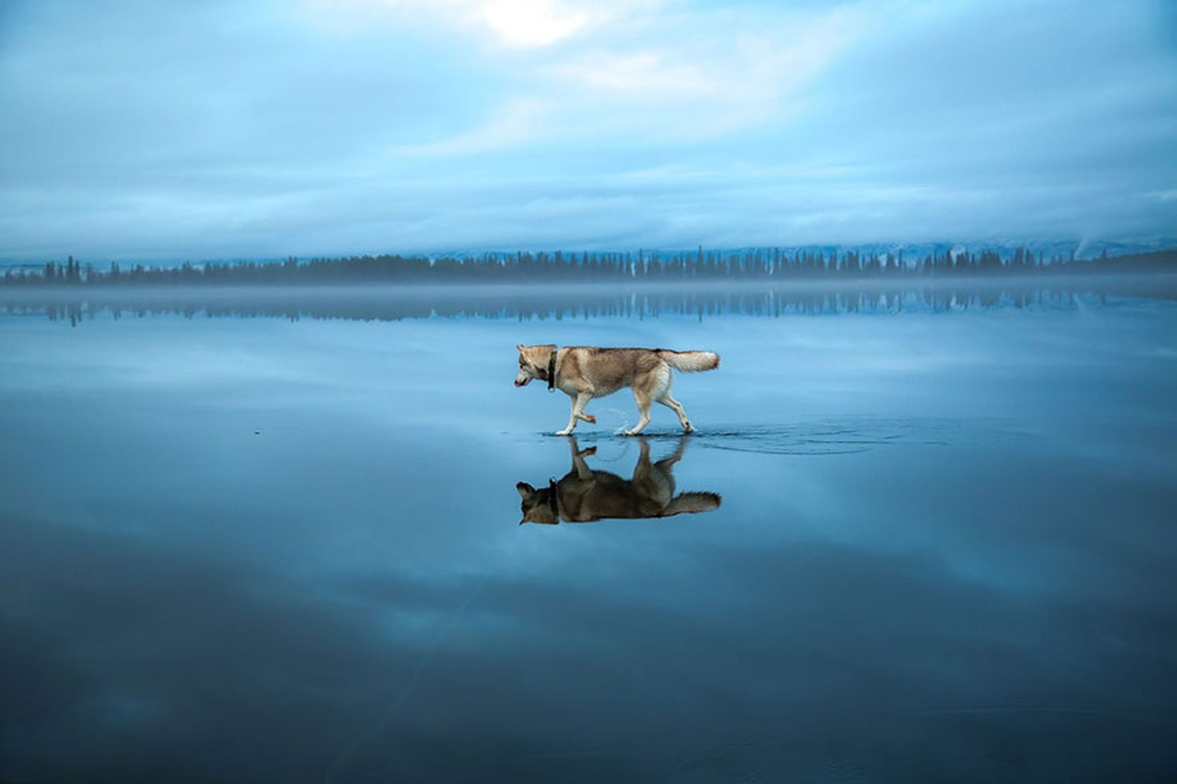 siberian-huskies-frozen-lake