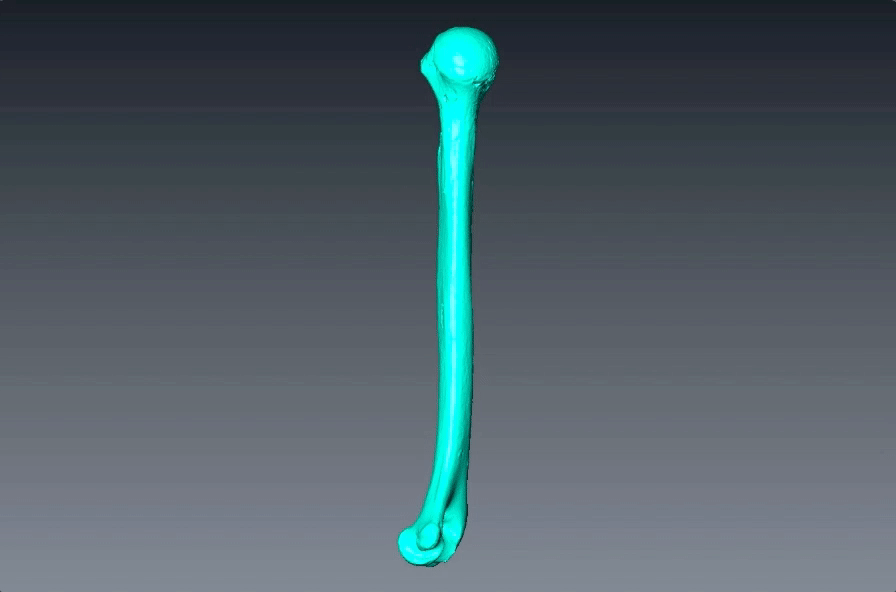 The 3D model of a prehistoric female upper arm bone, called the humerus.