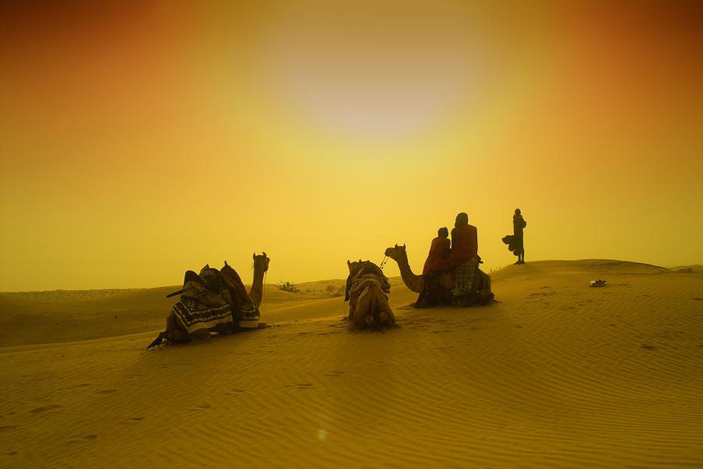 Camels (Flickr)