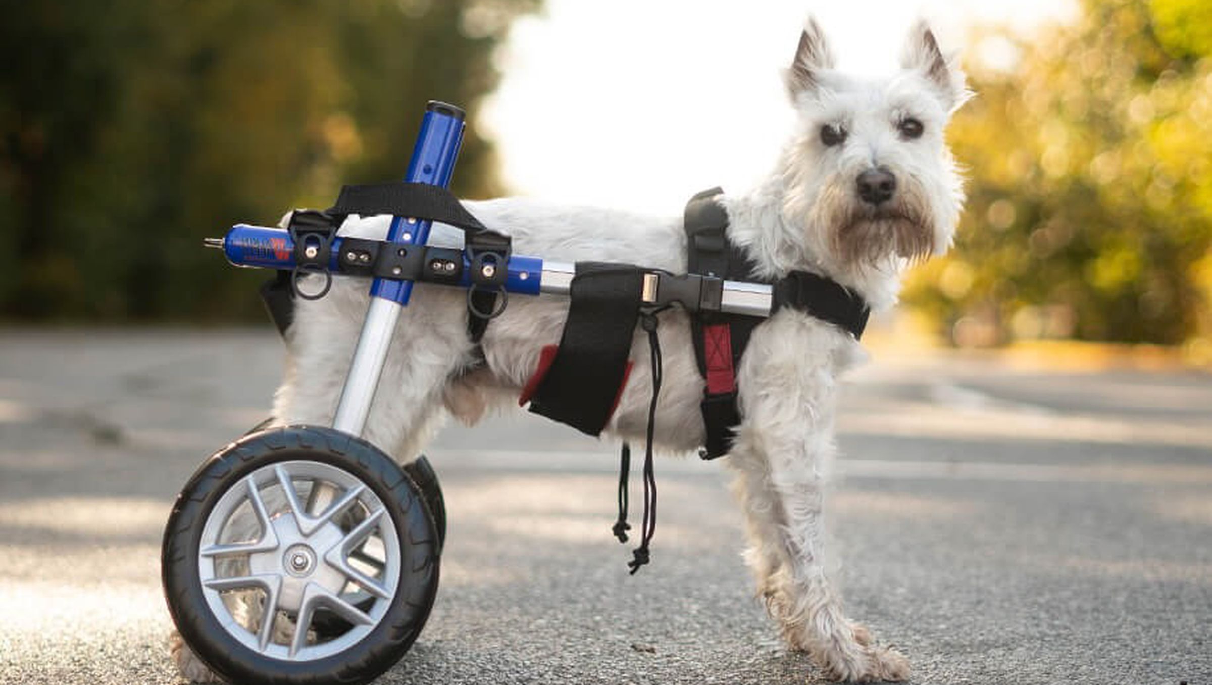 Small dog on street with hind legs being supported by wheels and hind quarters strapped in.