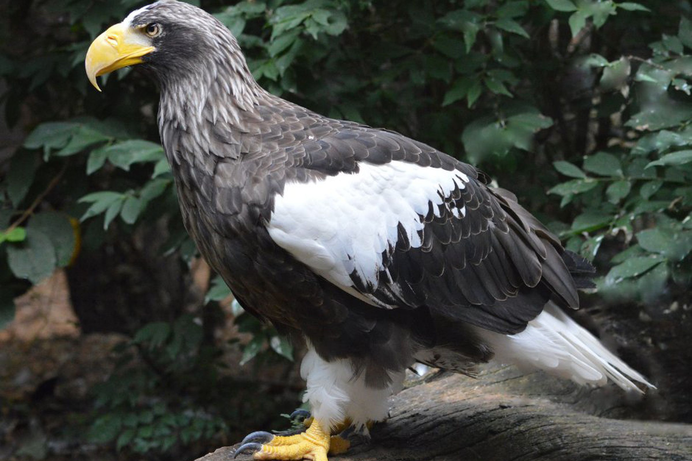 Kodiak (Kody) the Steller’s sea eagle, who escaped the National Aviary in Pittsburgh September 29th