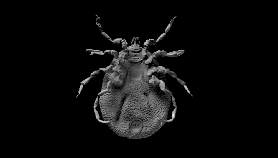 A 3D model of the newly discovered, extinct species of tick from the time of the dinosaurs, Deinocroton draculi.