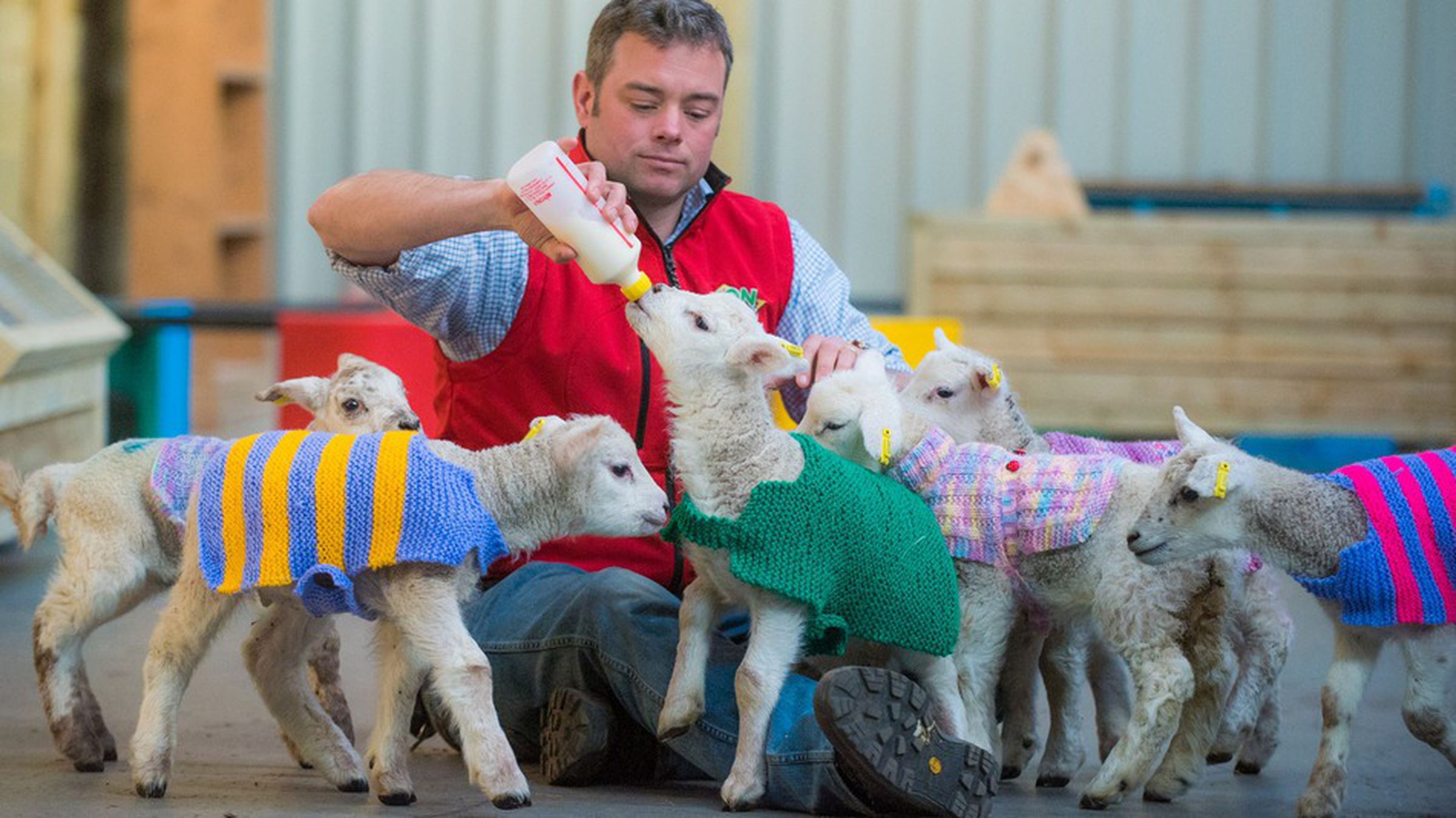 lamb in sweater