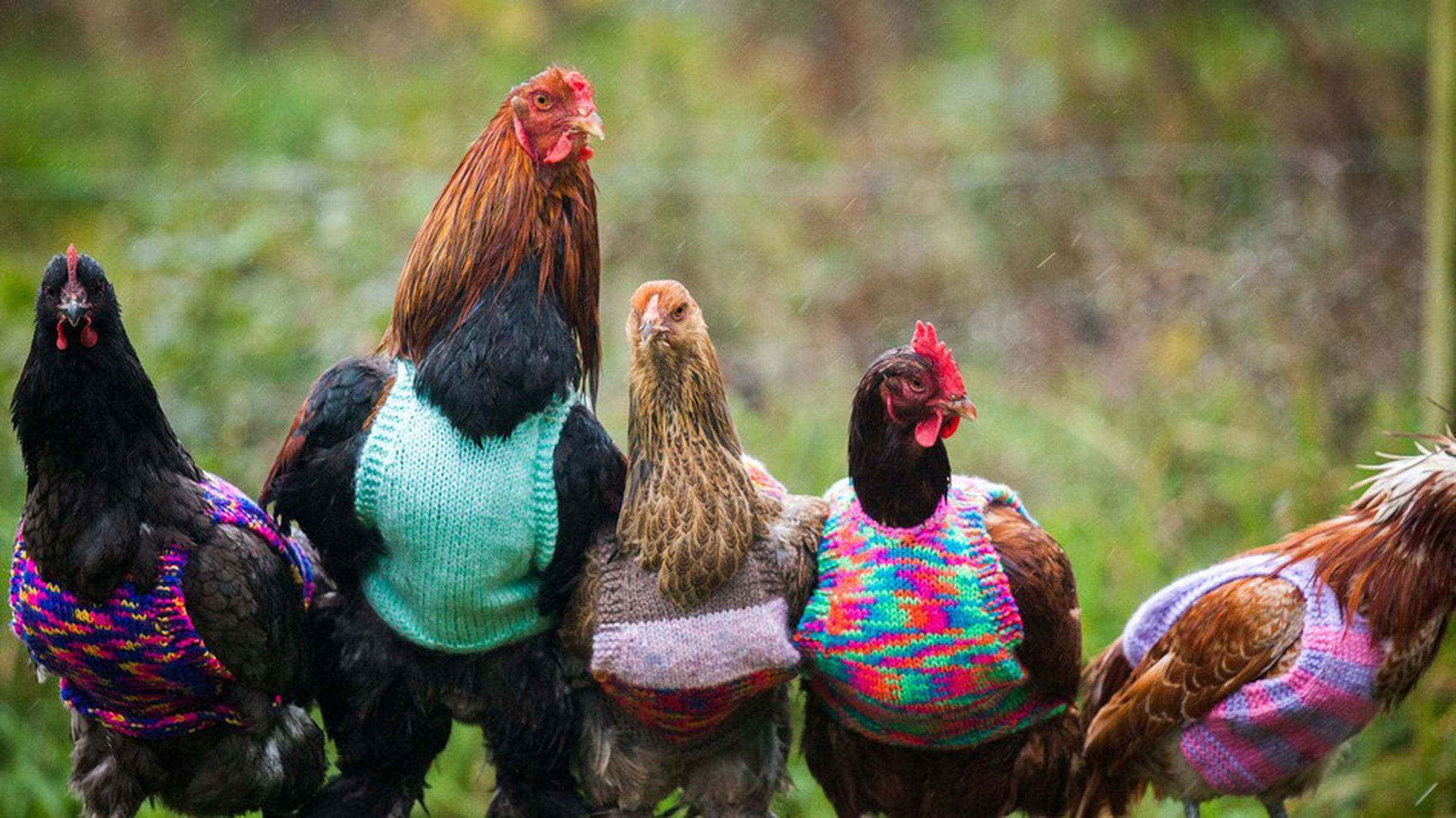 chicken in a sweater