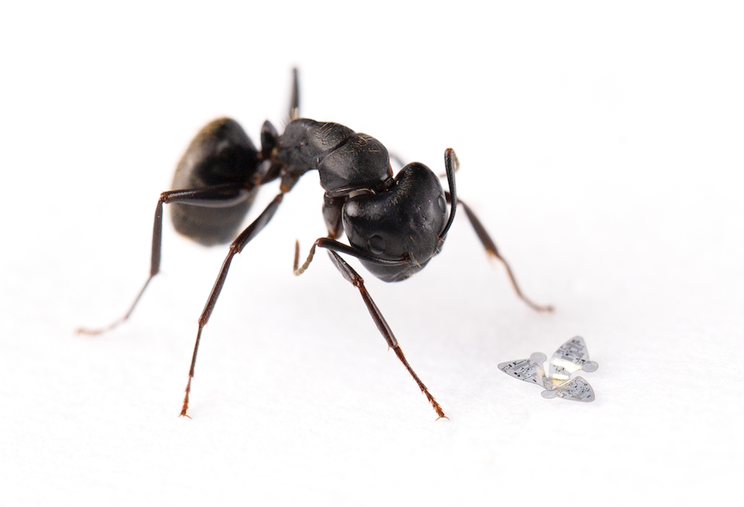 The fliers varied in size, with some, like this one pictured next to a common ant, approximately two millimeters across. 
