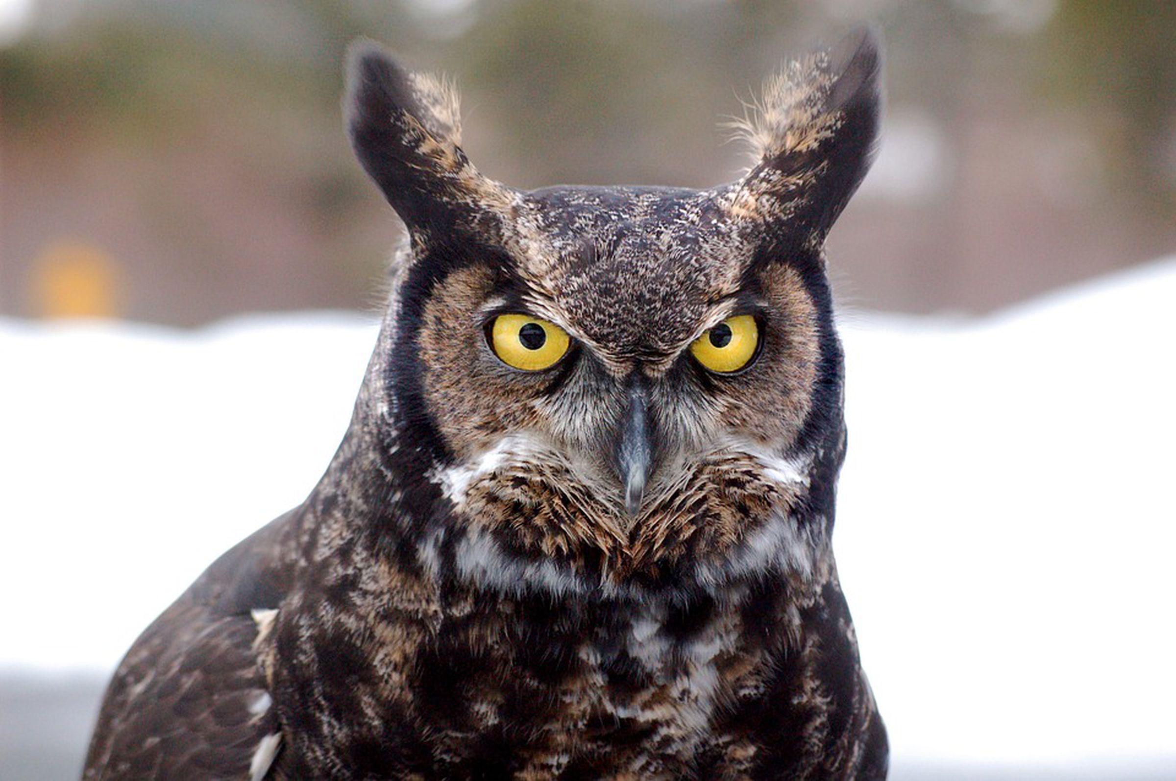 superb owl 2