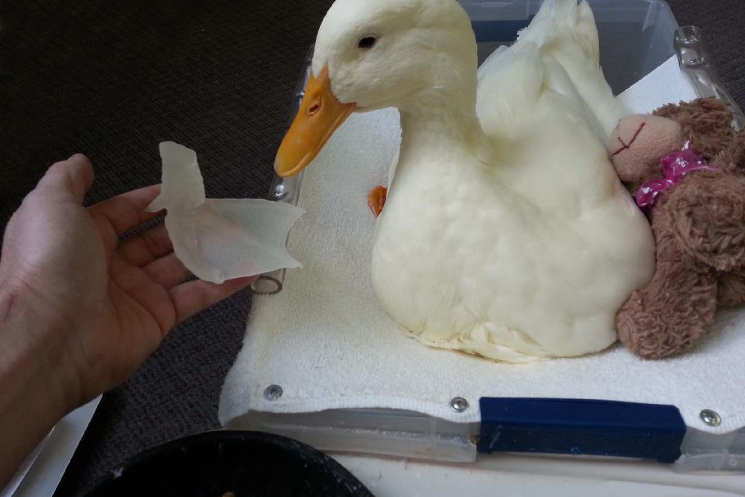 Buttercup the duck with a 3d-printed foot