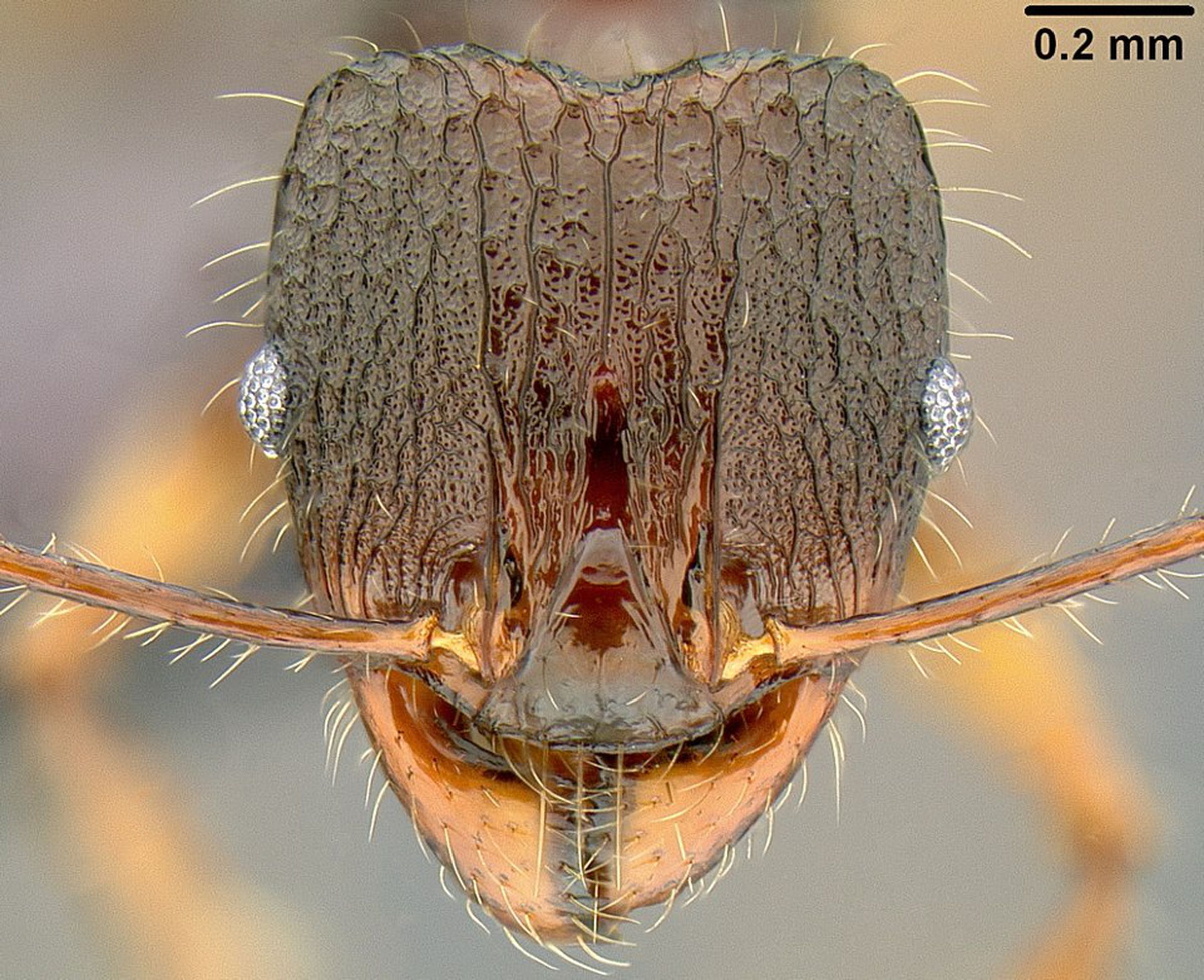 Roosevelt’s ant (Pheidole roosevelti)