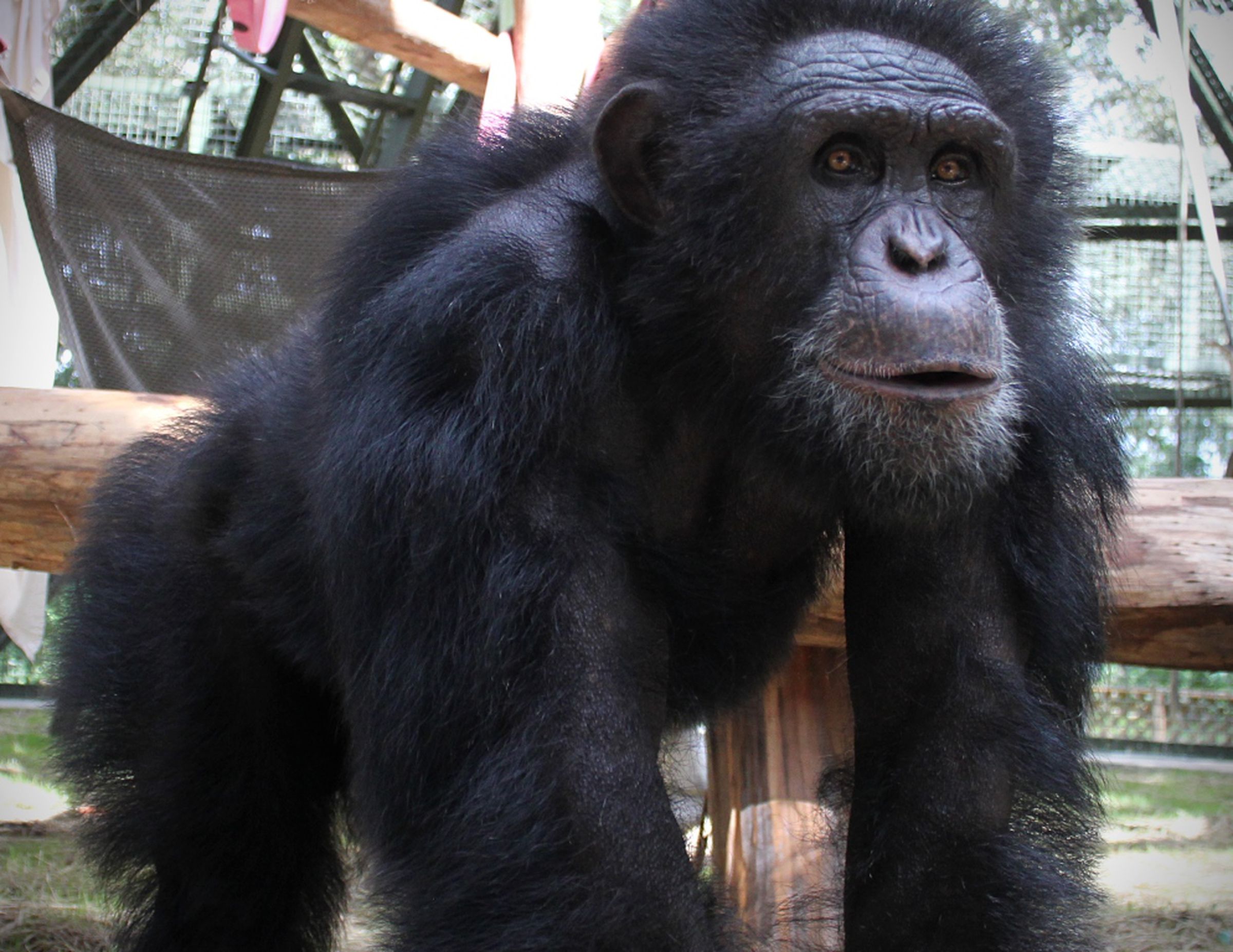 Humane Society Chimpanzee Art contestants