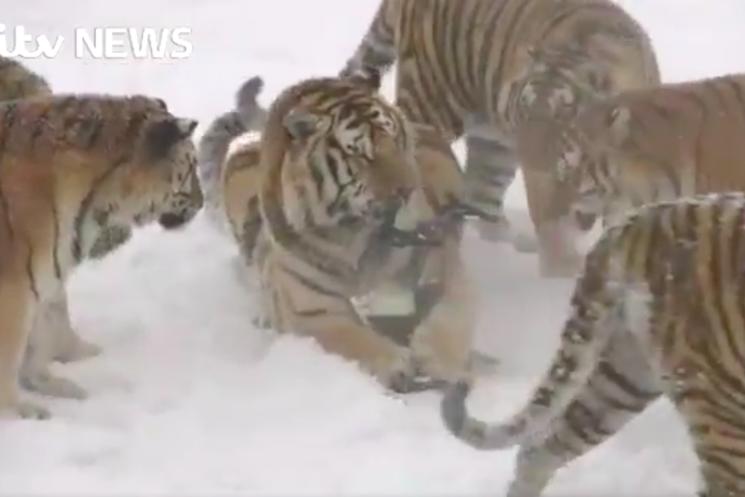tigers eating a drone