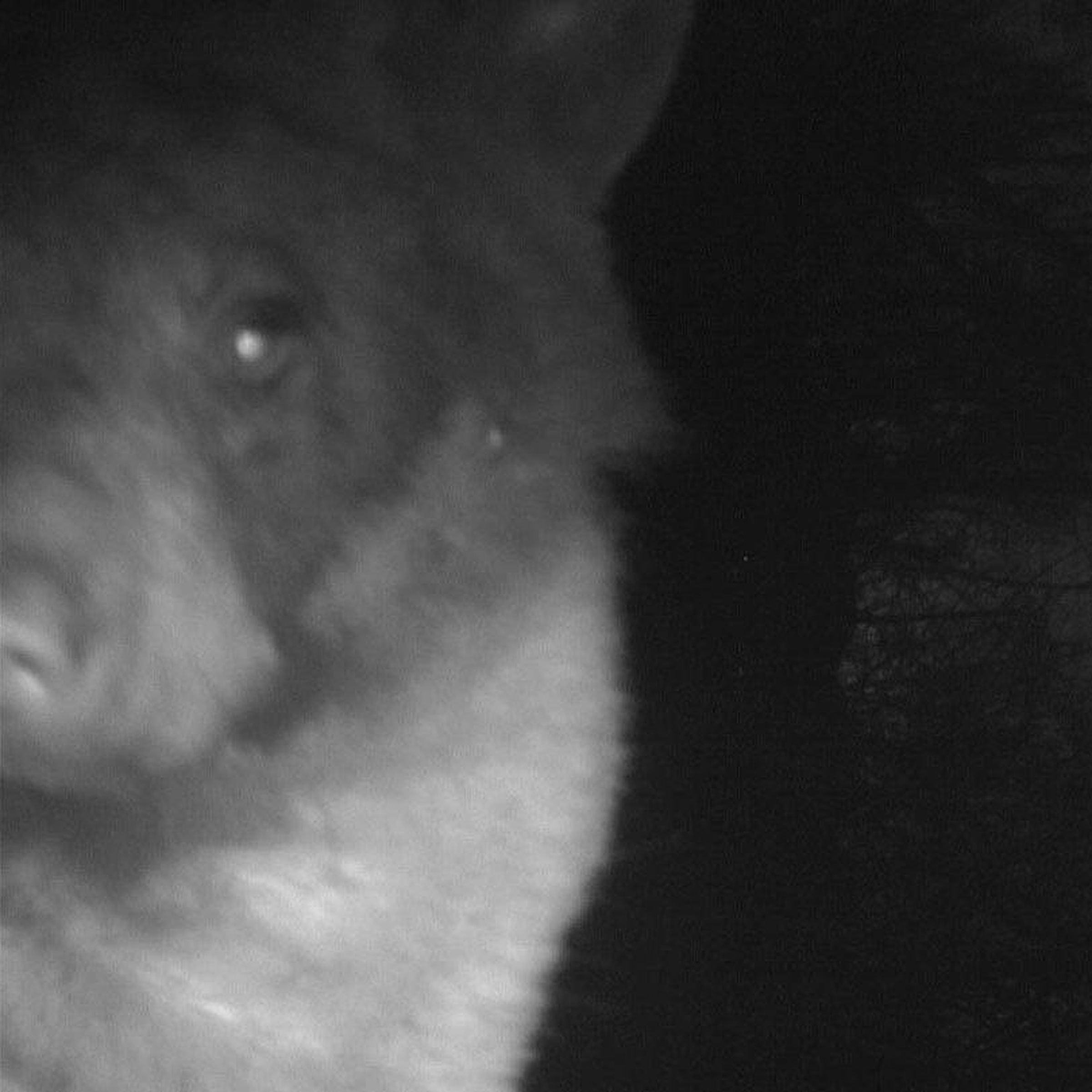 Half a face a bear appears in a black and white image captured at night