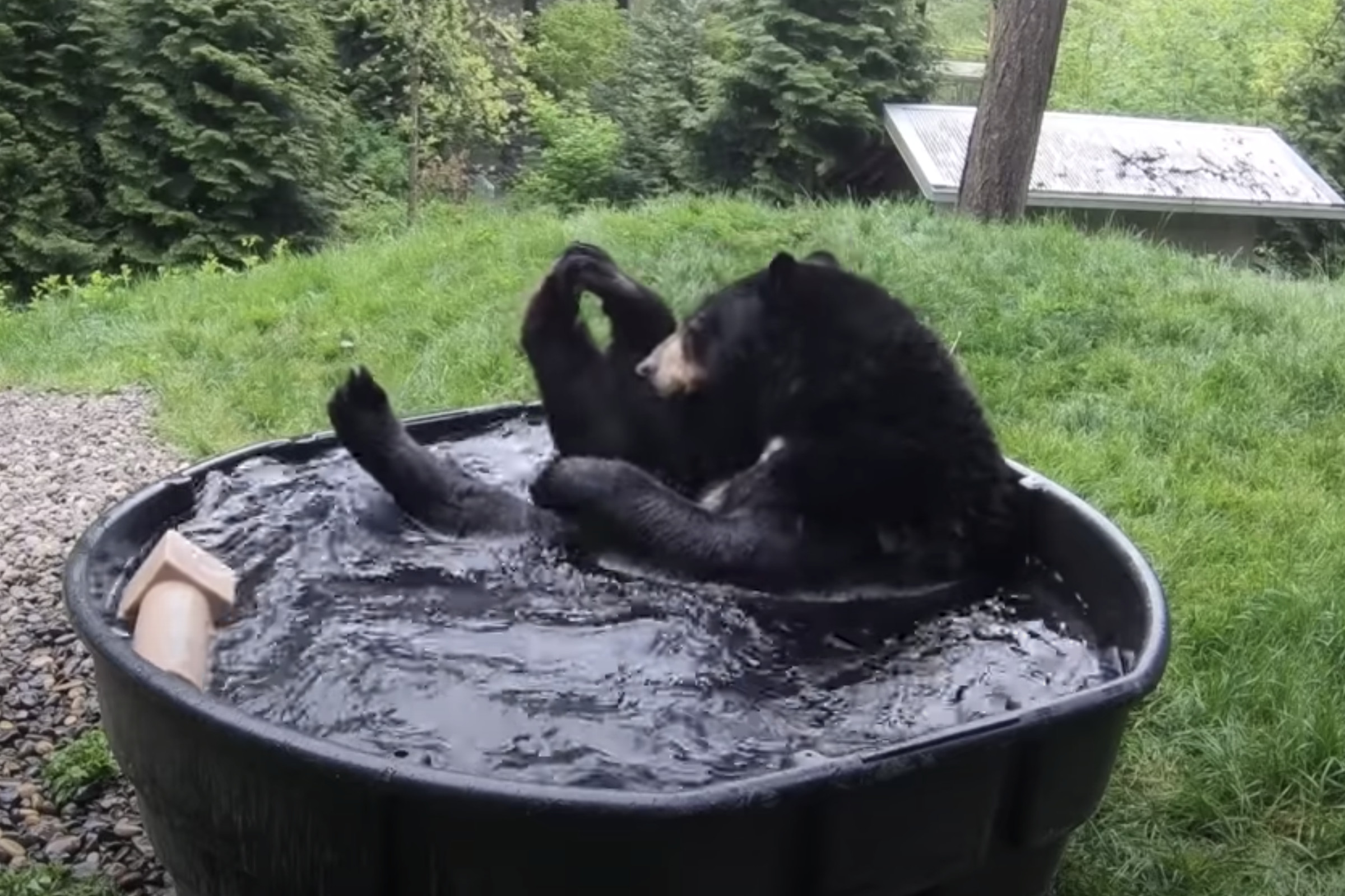 The Oregon Zoo shared a video of one of its bears taking a dip in a tub.